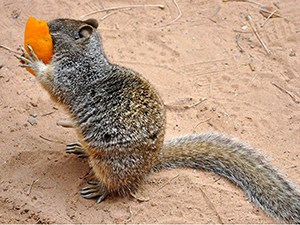 Squirrel holding an orange peel up to its face.