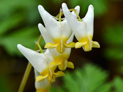 Water, Wildflowers, Fire Yellow and white flowers on a green background