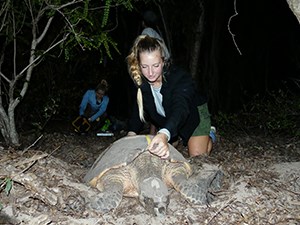 Woman keeling on the beach, measuring the shell of a large turtle