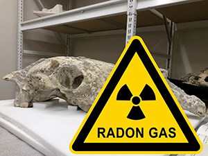 A fossil skull, with a radon sign superimposed over it. The sign is a yellow triangle with a black outline. Inside is a radioactive icon, shaped like a three-blade fan, and the words "Radon Gas."