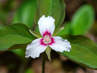 Spring Is Now Earlier on the Appalachian Trail, Study Reveals White flower with deep pink interior on a background of green leaves