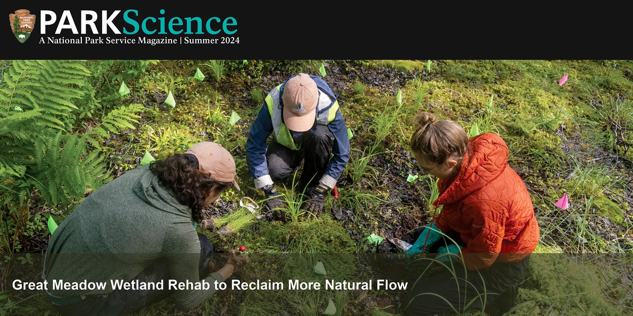 Three people working in a wetland surrounded by little green flags