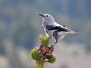 Gray bird with black wings  and long beak standing on the tip of a pine branch with cones