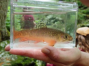 small spotted fish in a glass jar full of water, held in a hand