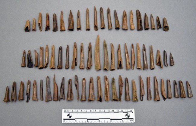 Collection of Bones Collection of socketed bones and antler points.
