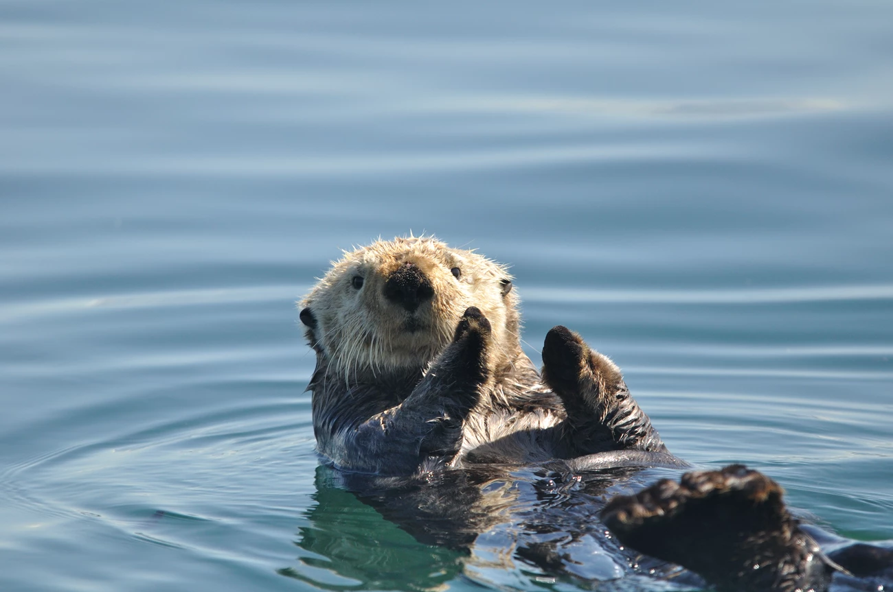 sea otter in water sea otter surfacing in the water