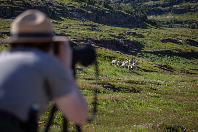 a ranger in uniform watches a herd of sheep through a spotting scope from a distance