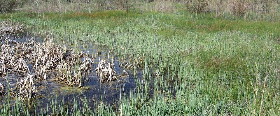 An abandoned reservoir has been restored to wetland habitat on the Glorieta Creek floodplain in Pecos National Historical Park, New Mexico