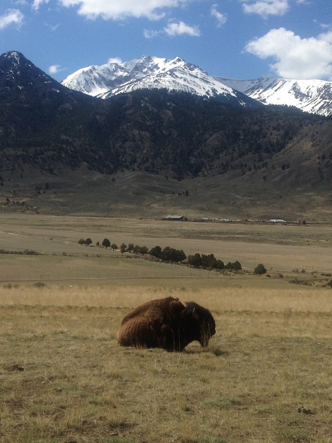 Bison on a spring day in front of Electric Peak near the park's north entrance.