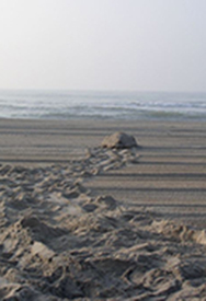 Diving in Cape Hatteras National Seashore