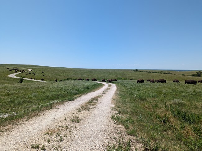 Bison on Scenic Overlook Trail