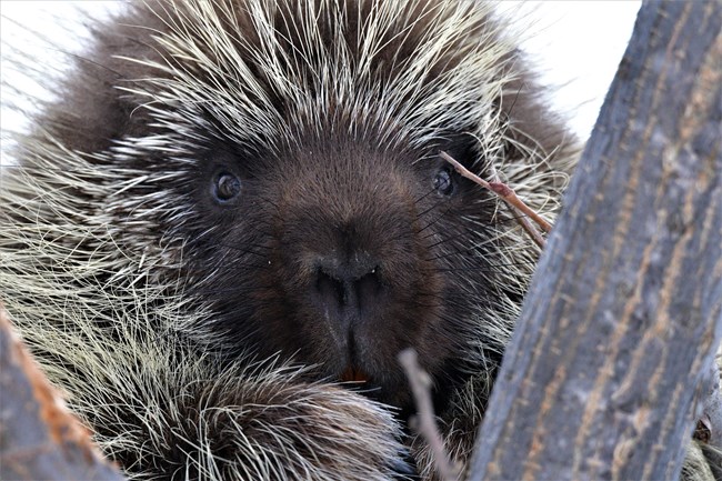 A closeup of a porcupine in a tree.