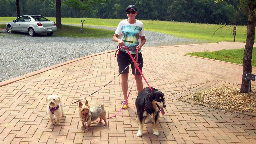 Pet walker and four-legged friends