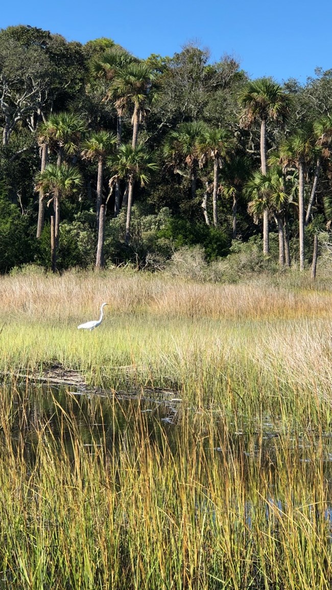 Image of great egret, cordgrass, and black needlerush