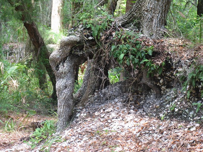 shell midden under a tree