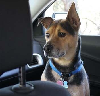 Jake the dog sits in the front seat of a car.