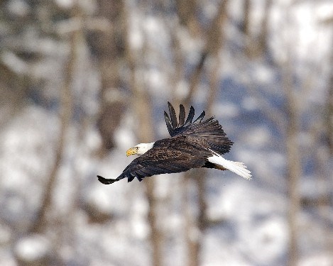 Bald Eagle in Flight