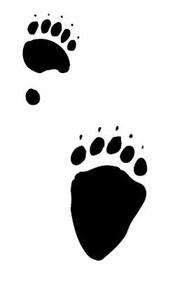 Illustration of a black bear track