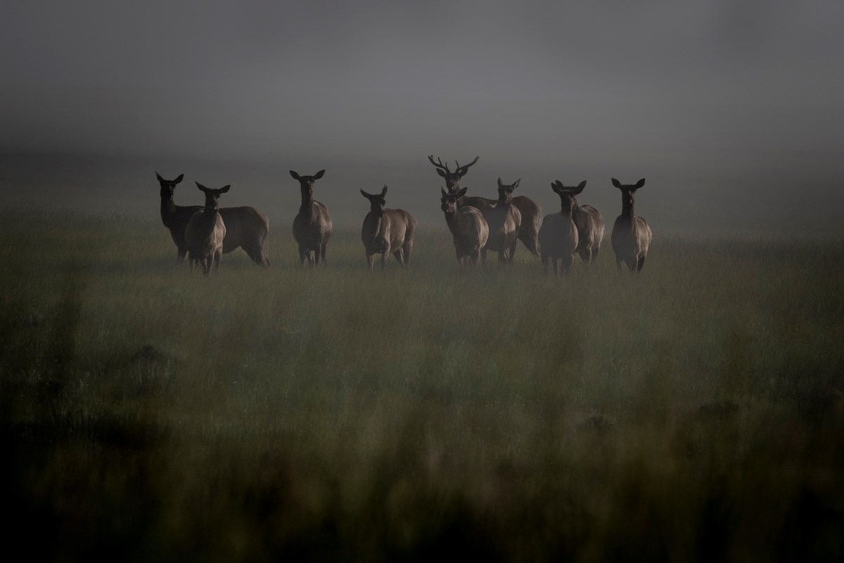 A small herd of elk looks toward us in a foggy valley