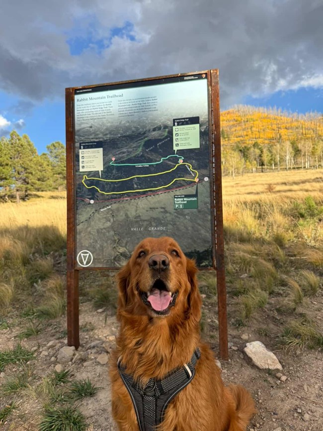 A golden retriever in a black harness sits next to the Rabbit Mountain Trailhead sign with a forested mountain behind him.