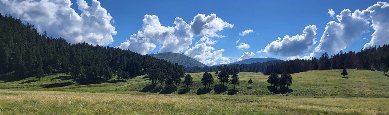 Prairie gives way to forest as the mountains rise in the distance.