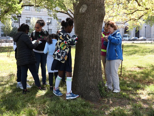 NPS Volunteer assisting students on how to measure a tree outside.