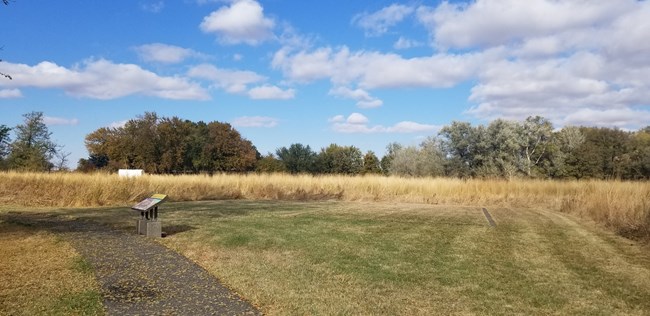 Yellow tall grass and green short grass cover the land, a sidewalk cuts through the image from the middle bending to the left. Trees are in the distance beyond the yellow tall grass