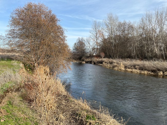 A 30 foot wide river banked on both sides by yellowed tall grass and leafless trees