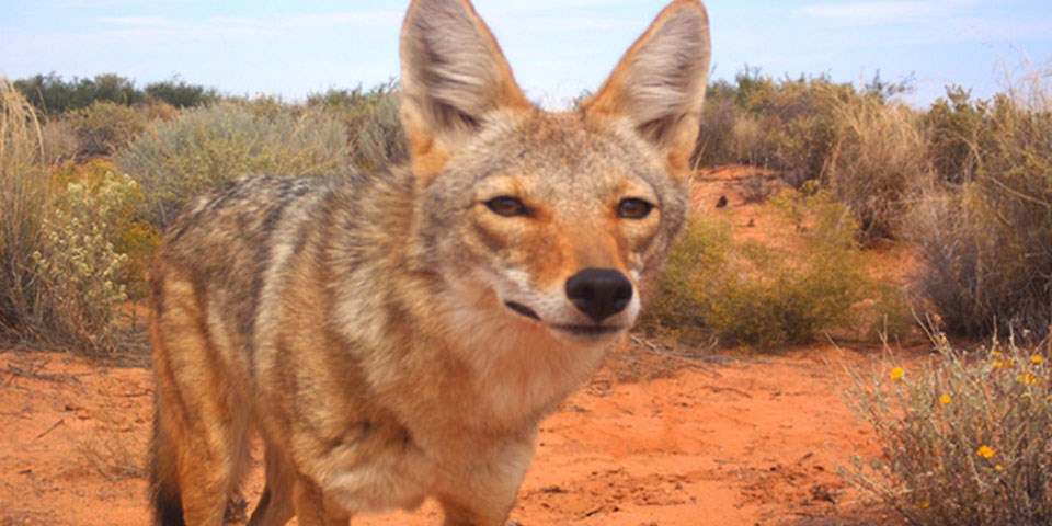 Coyote in the desert