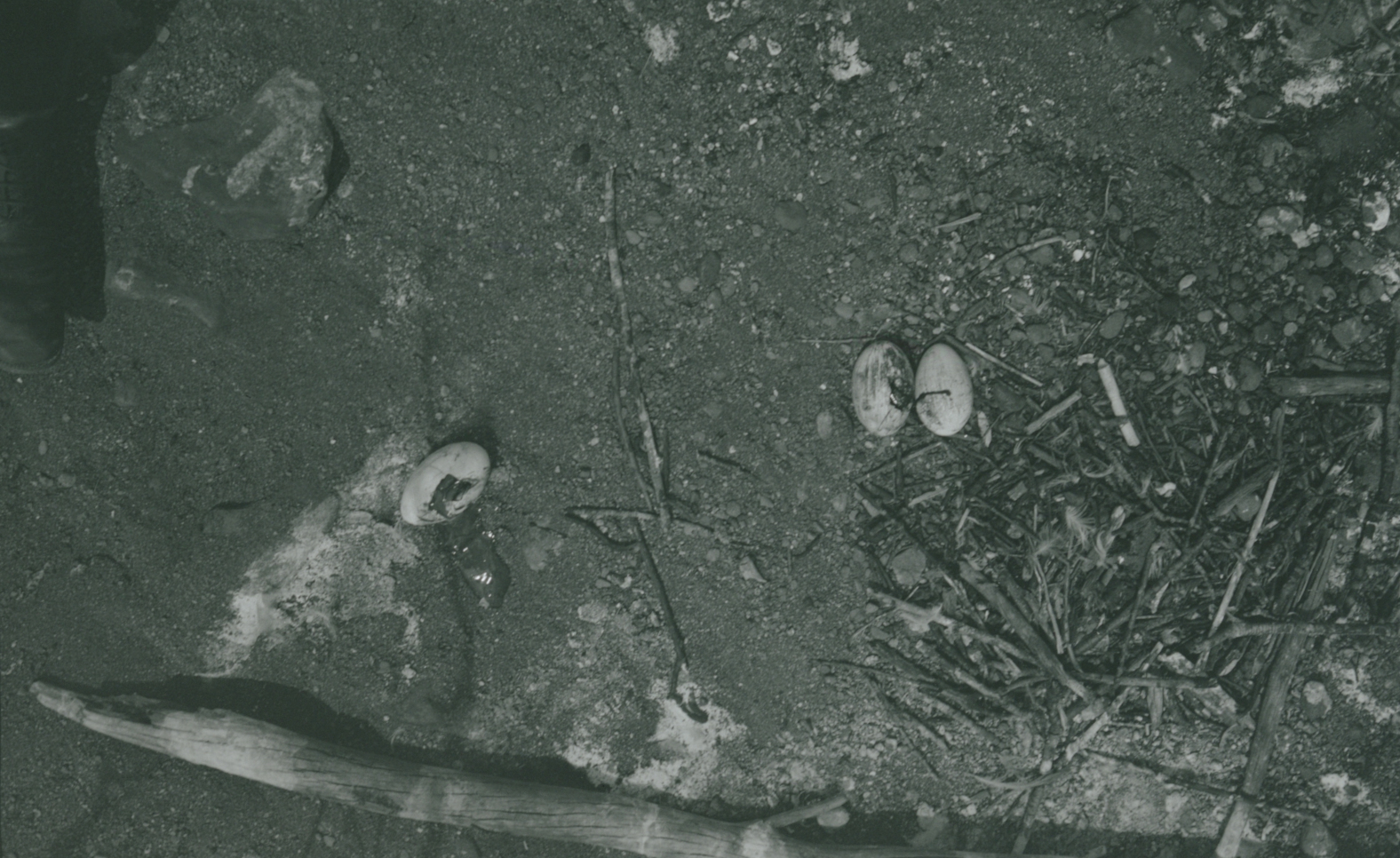 Broken bird eggs