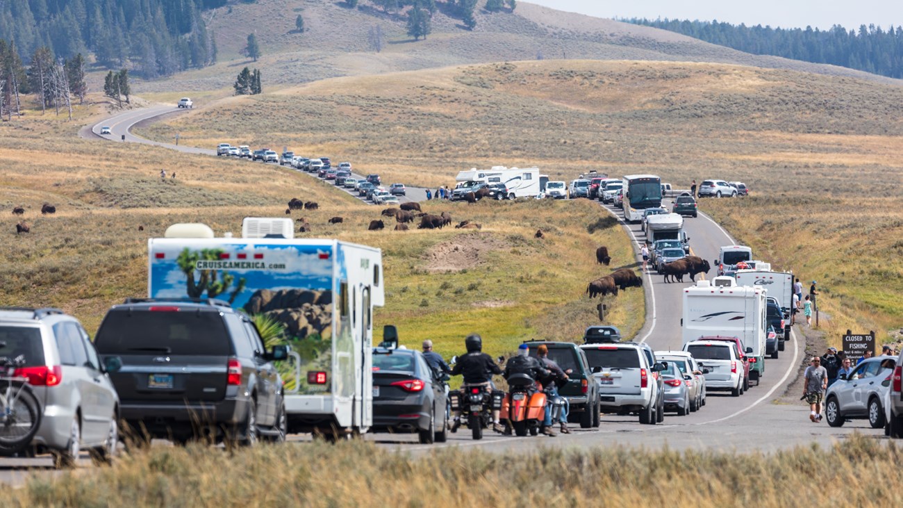 several vehicles line a paved roadway through a valley as animals dot the landscape