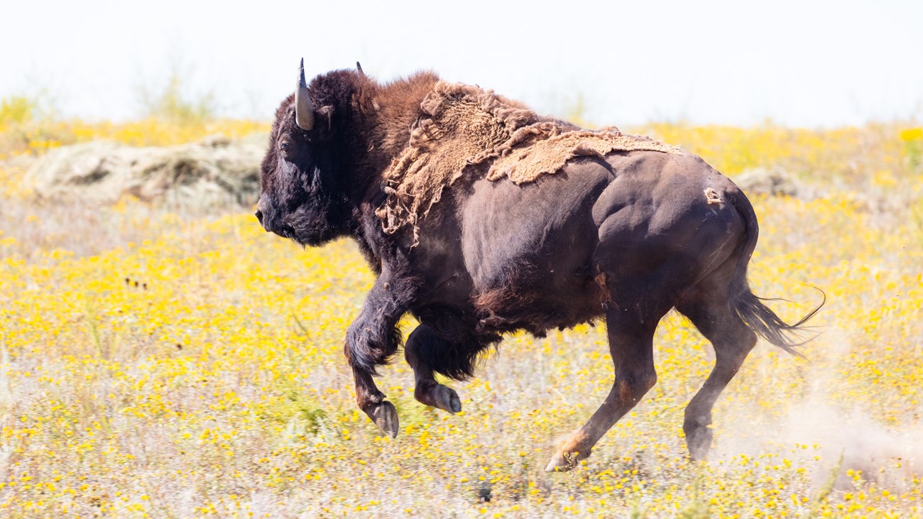 A bison leaping out of a trailer