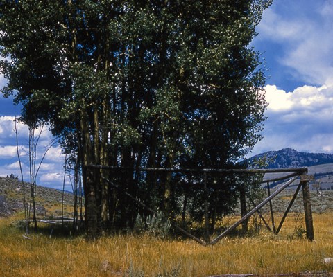 Tall, leafy trees rise above a wooden fence in an open area