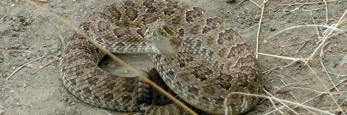 A tan snake with dark splotches and rattler in a coil on dirt