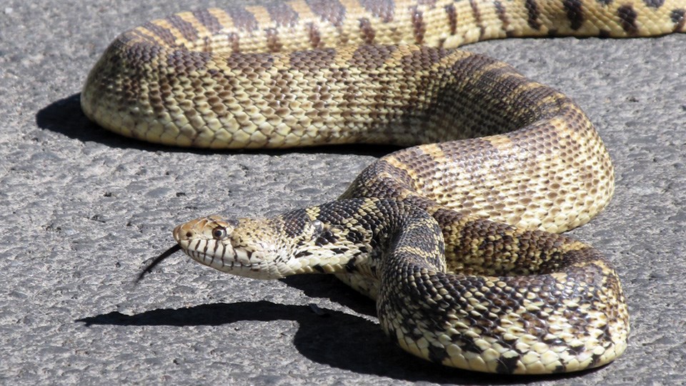 A patterned snake with it's tongue out