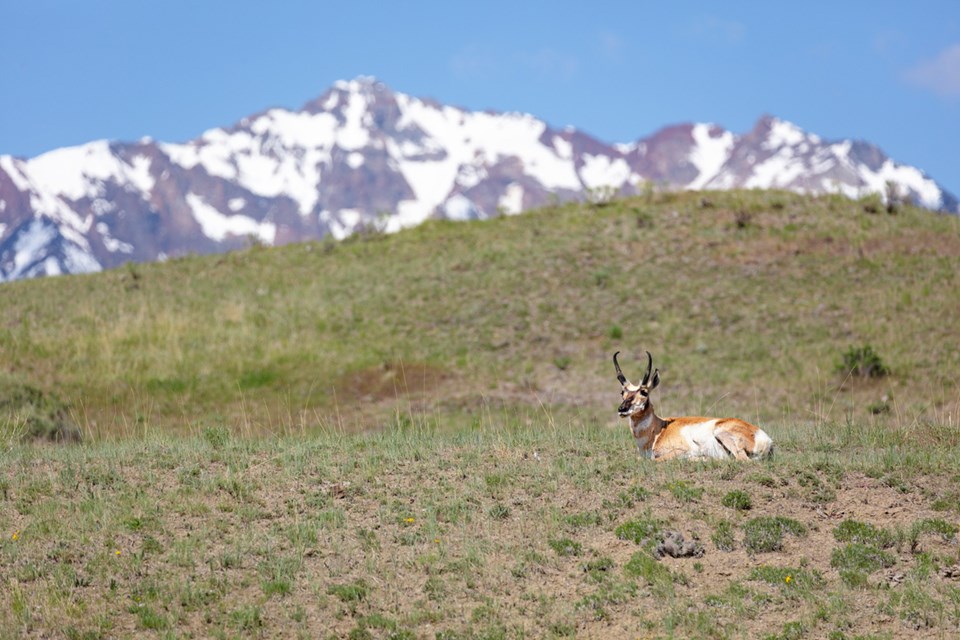 A lone proghorn lies on a hillside in front of a snow-capped peak.