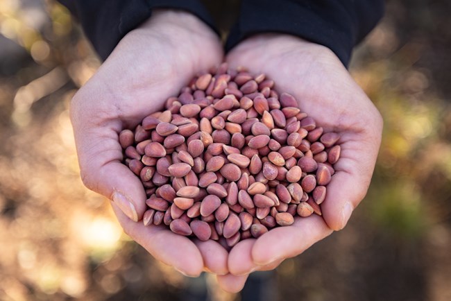 a person cupping a bunch of whitebark pine seeds in their hands