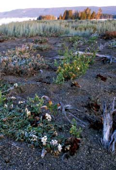 Yellowstone sand verbena growing in the sandy shore by Yellowstone Lake.