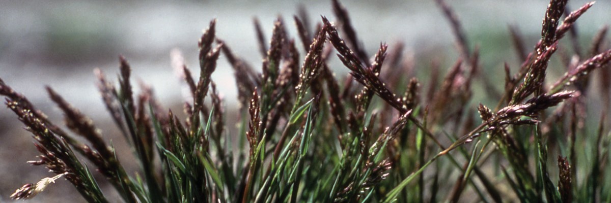 Seeds on grass stems