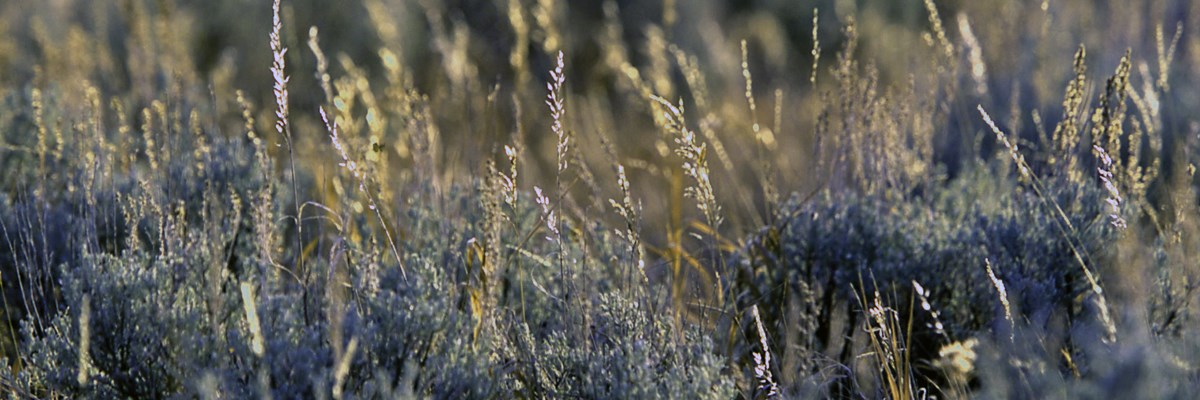 Grass grows above sagebrush