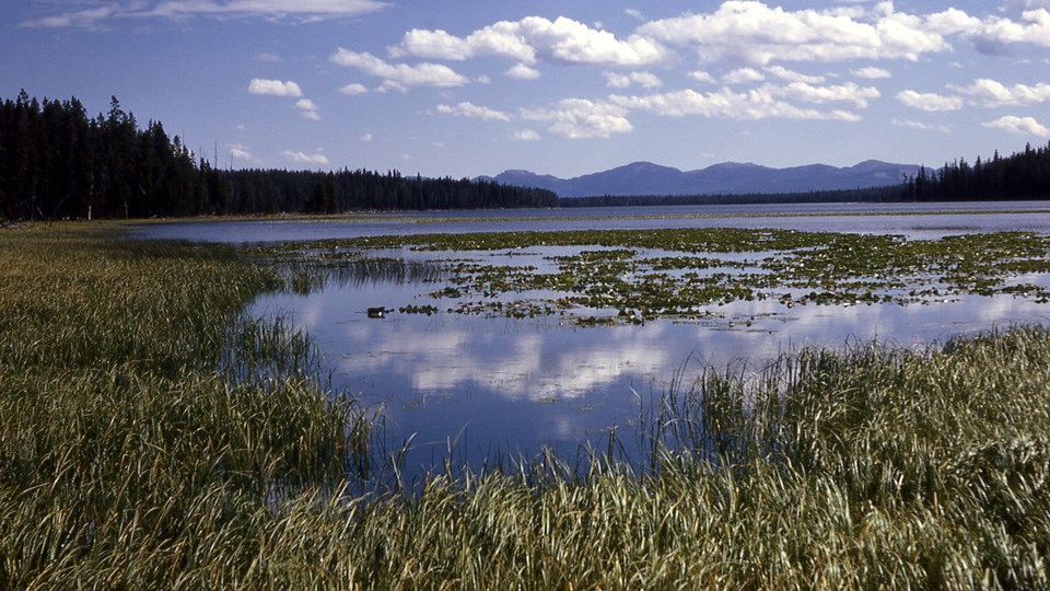 Marsh and lily pads in a lake with a mountain view.