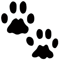 Black track of a bobcat