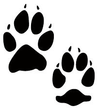 Black track of a coyote