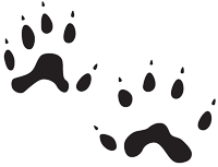 Black track of a long-tailed weasel