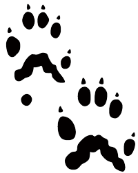 Black track of a marten