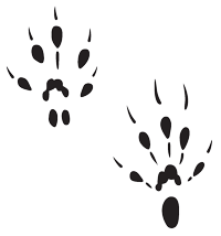Black track of a pocket gopher