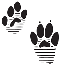 Black track of a white-tailed jackrabbit