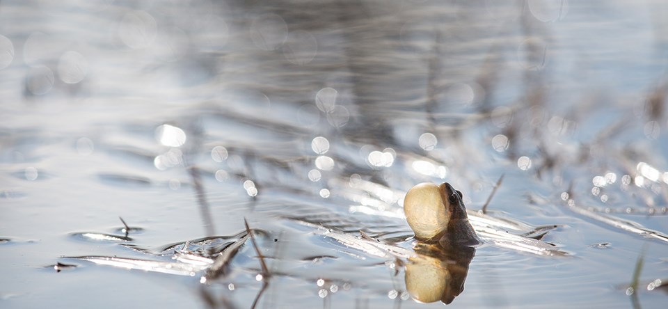 Boreal chorus frog