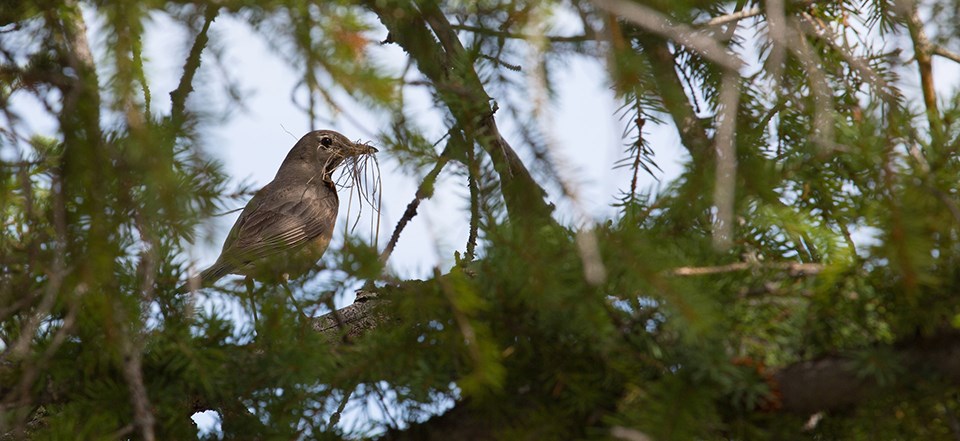 American Robin