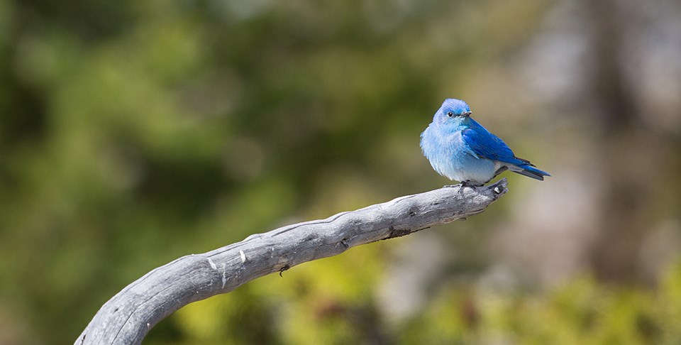 Mountain bluebird